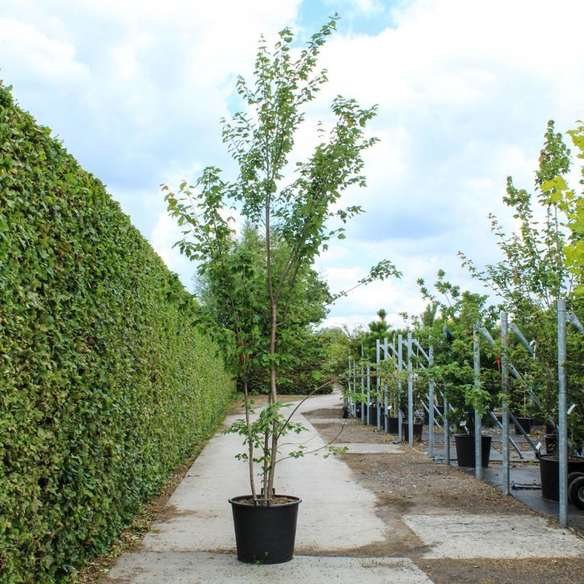 Example of Érable rouge - Acer rubrum Pot de 80L/90L, Cépée as you get in printemps