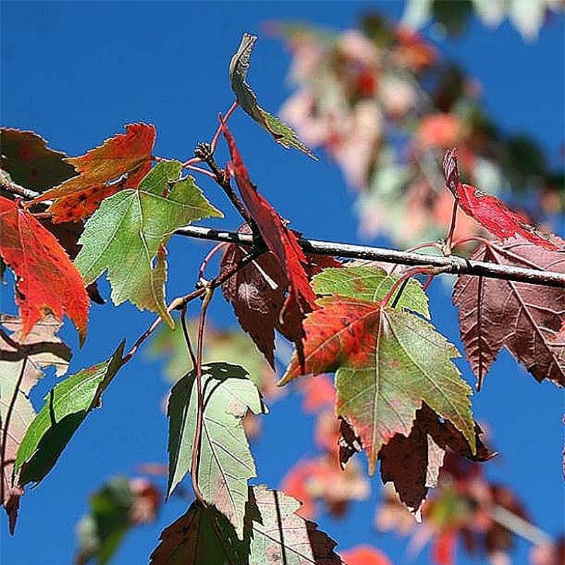 Acer rubrum Red Sunset - Érable rouge en tige 6/8 cm (Foliage)