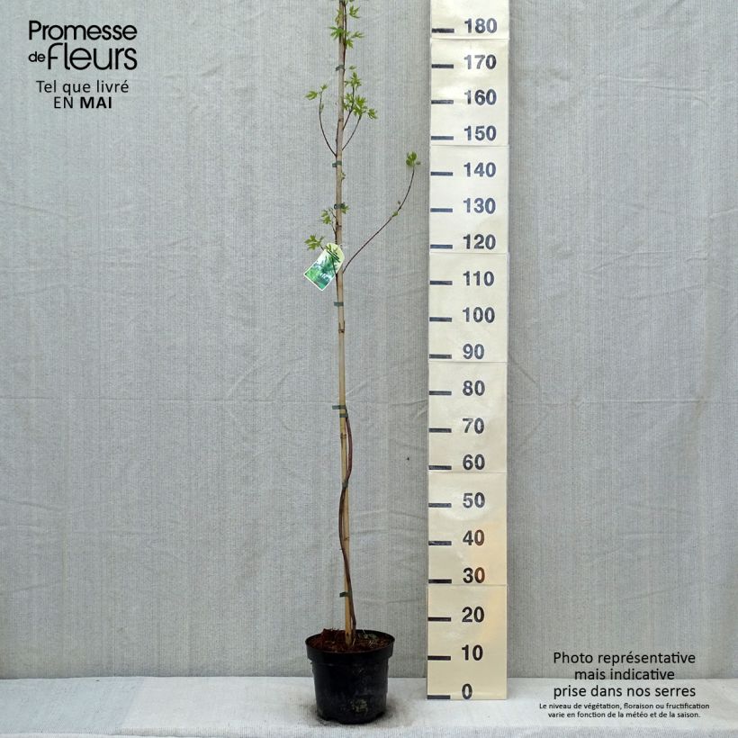 Example of Acer saccharinum Laciniatum Wieri - Érable argenté Pot de 3L/4L as you get in printemps