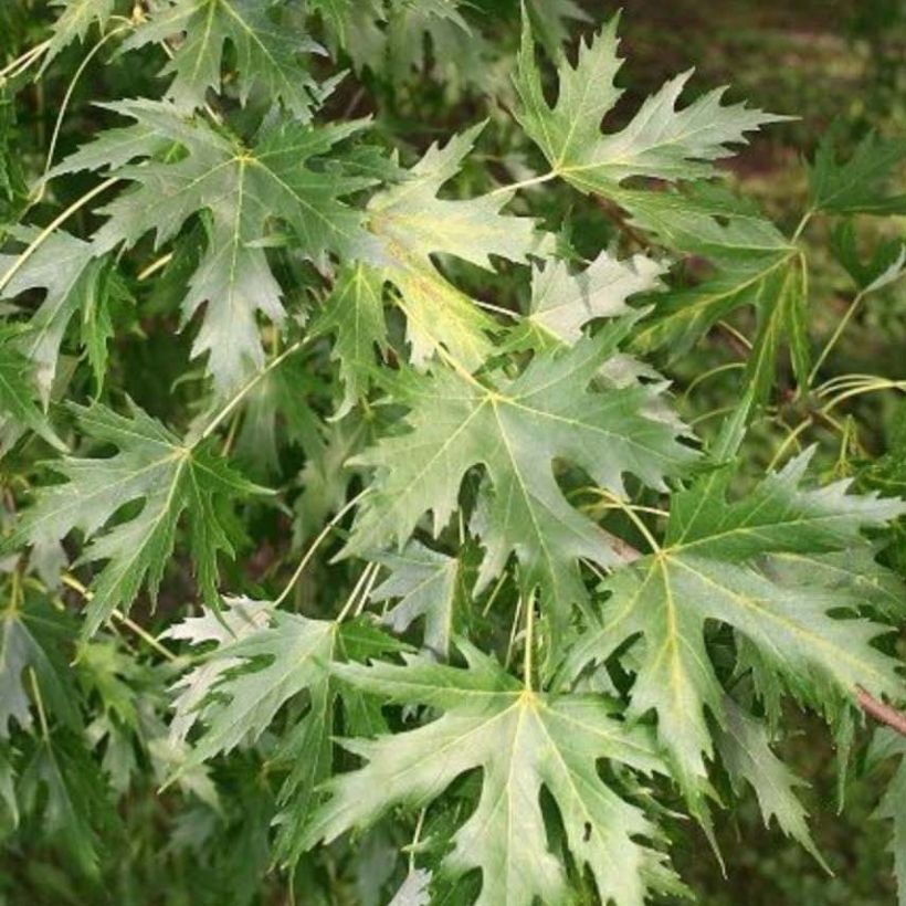 Acer saccharinum Pyramidale - Érable argenté (Foliage)