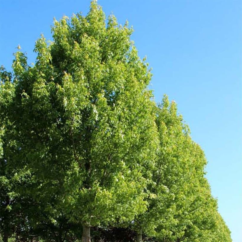 Acer saccharinum Pyramidale - Érable argenté (Plant habit)