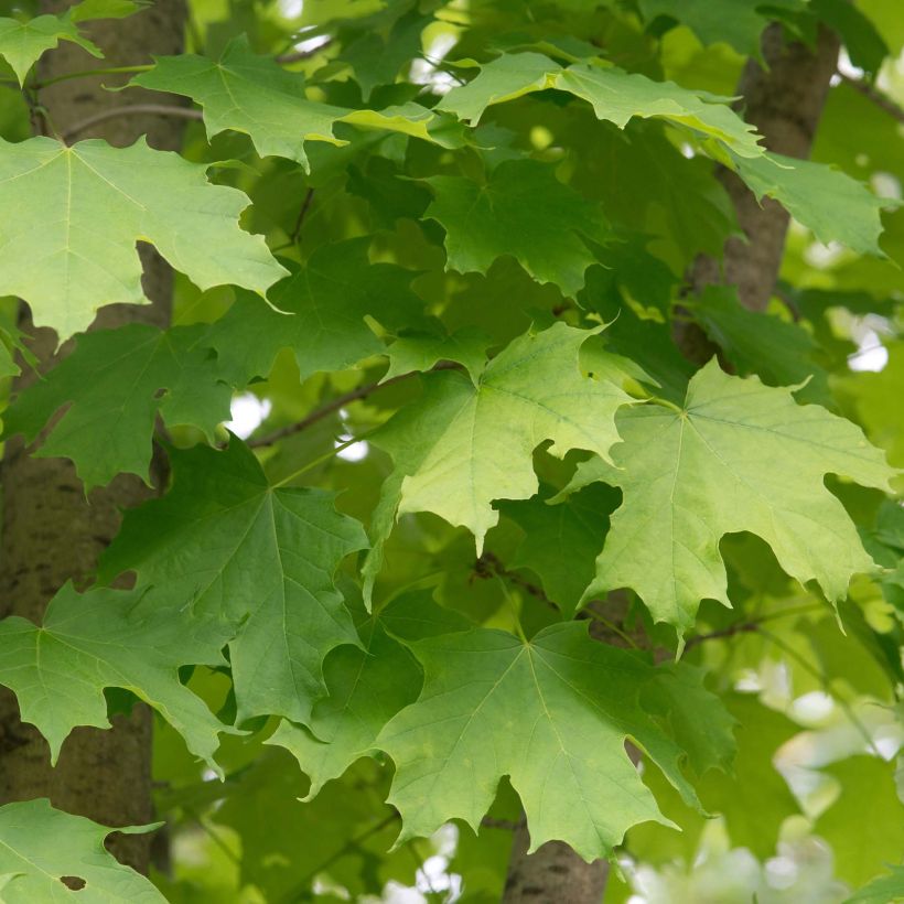 Acer saccharum - Érable à sucre (Foliage)