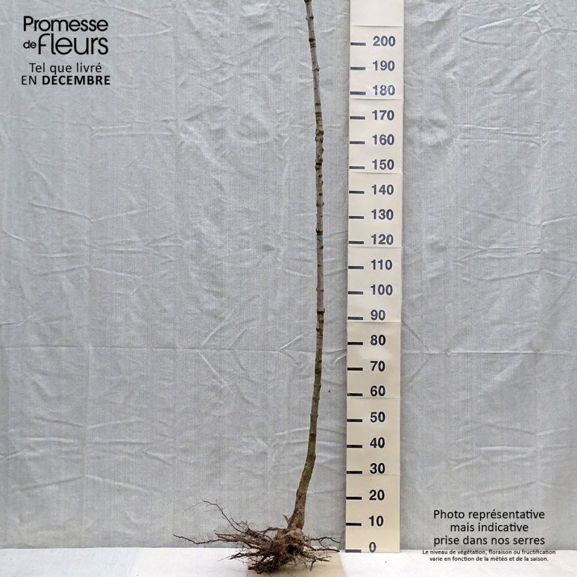 Example of Acer saccharum - Érable à sucre Racines nues, Haute-Tige, Haute Tige 6/8 as you get in hiver