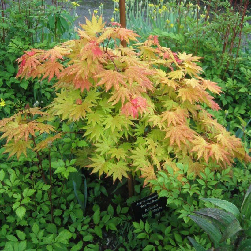 Érable du Japon - Acer shirasawanum Autumn Moon (Plant habit)