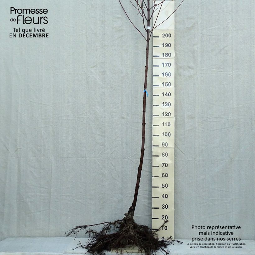 Example of Acer x freemanii Autumn Blaze - Erable de Freeman Racines nues, Tige, Tige 6/8 as you get in hiver