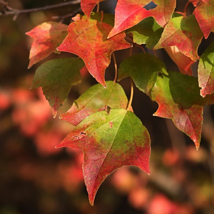 Graines d'Erable trident - Acer buergerianum (Feuillage)