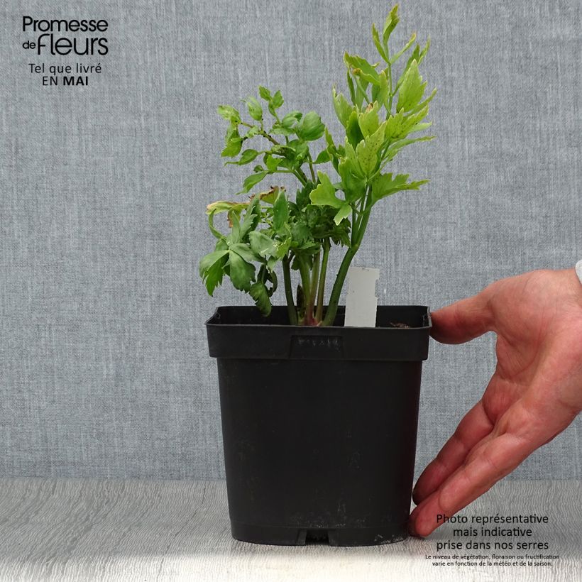 Example of Ache des montagnes ou Livèche Pot de 2L/3L as you get in printemps