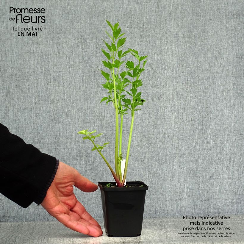 Example of Ache des montagnes ou Livèche Godet de 8/9 cm as you get in printemps