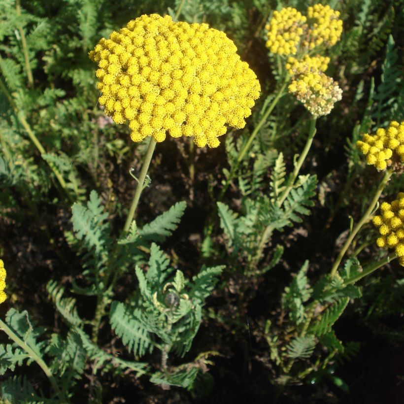 Achillée - Achillea filipendulina Parker's Variety (Plant habit)