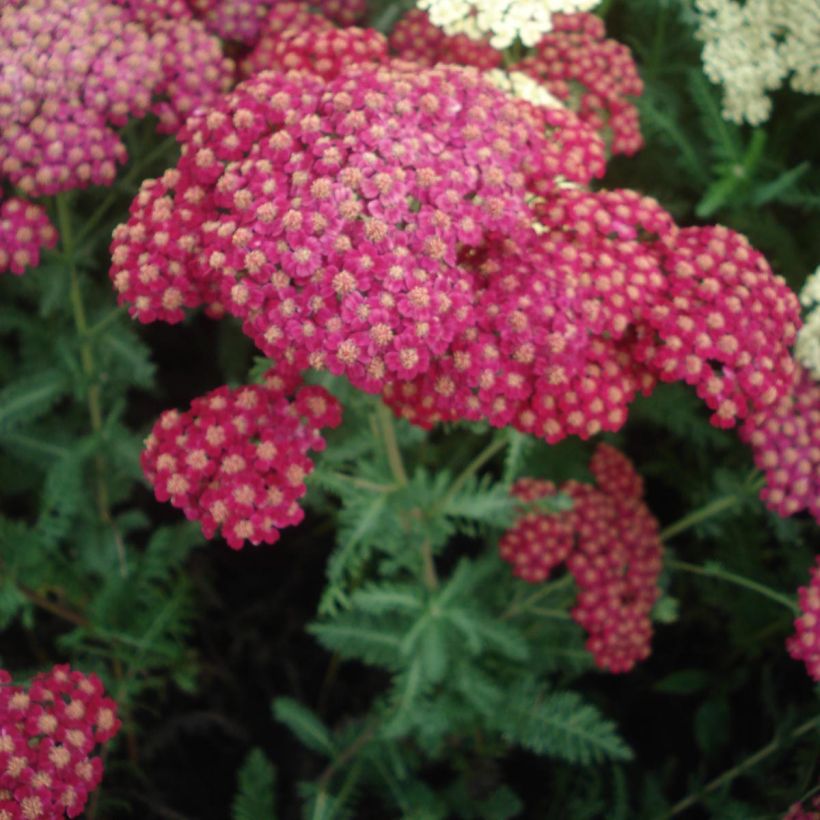 Achillée millefolium Red Velvet (Flowering)