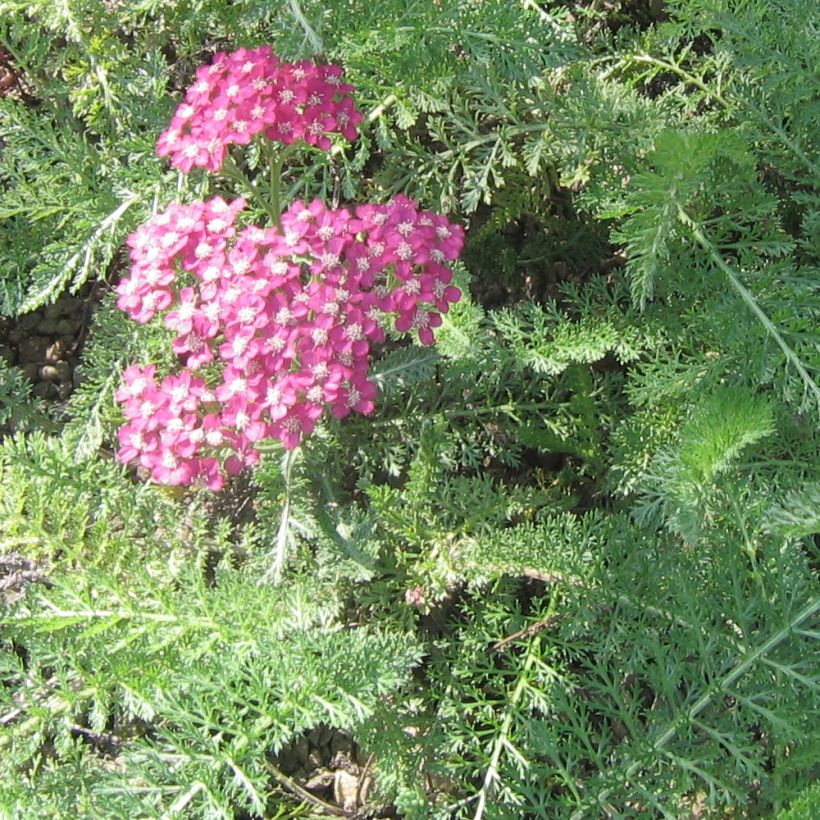 Achillée - Achillea asplenifolia (Foliage)