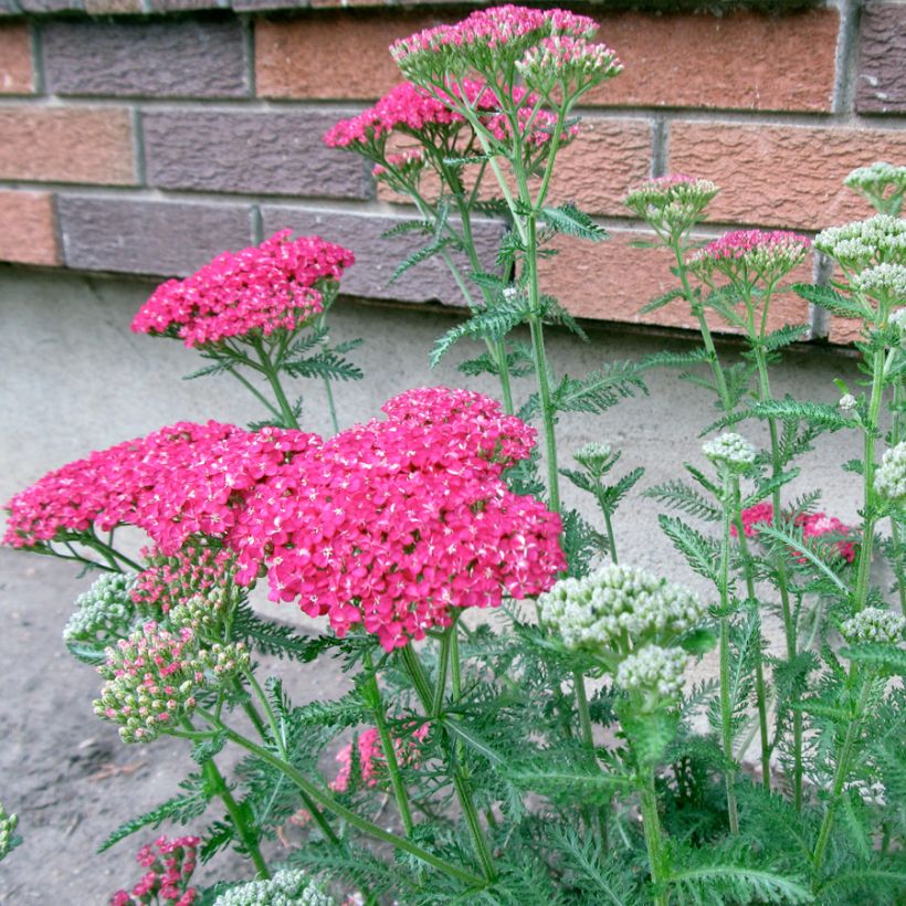 Achillée - Achillea asplenifolia (Plant habit)