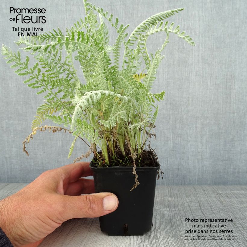 Example of Achillea clypeolata - Achillée Godet de 8/9 cm as you get in printemps