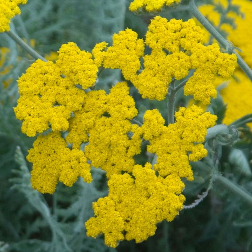 Achillea clypeolata - Achillée (Flowering)