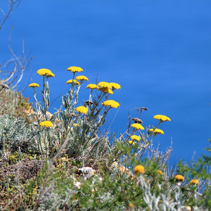 Achillea clypeolata - Achillée (Plant habit)