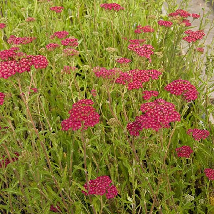 Achillée millefolium Velours (Plant habit)
