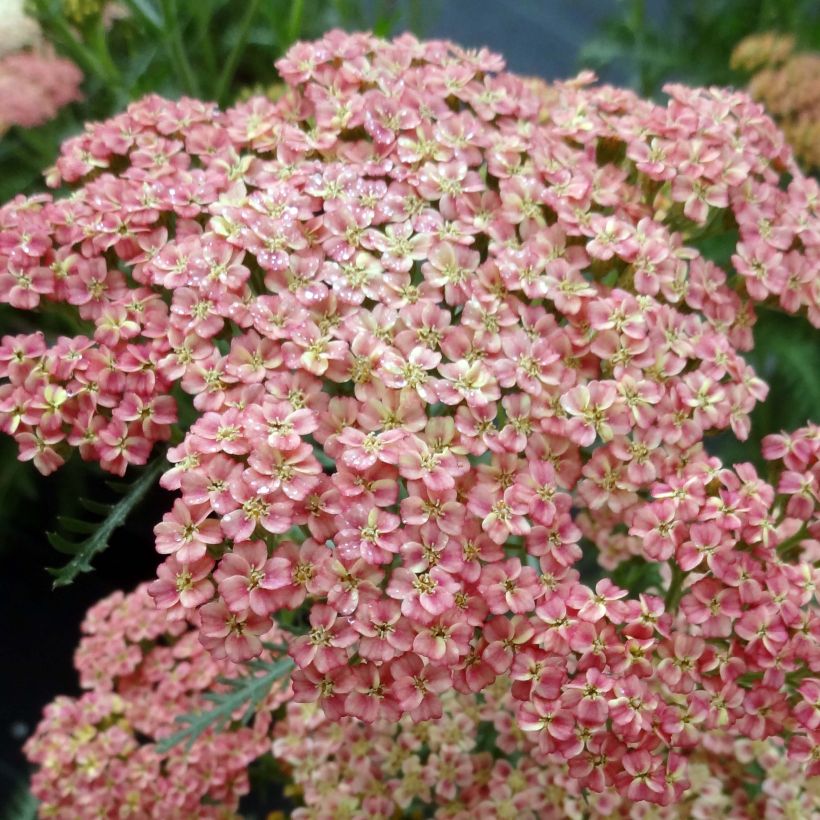 Achillée millefolium Peachy Seduction (Flowering)