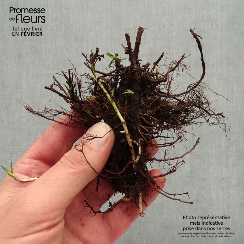 Spécimen de Achillea ptarmica Diadem - Bouton d'argent Racines nues, Qualité premium tel que livré en hiver