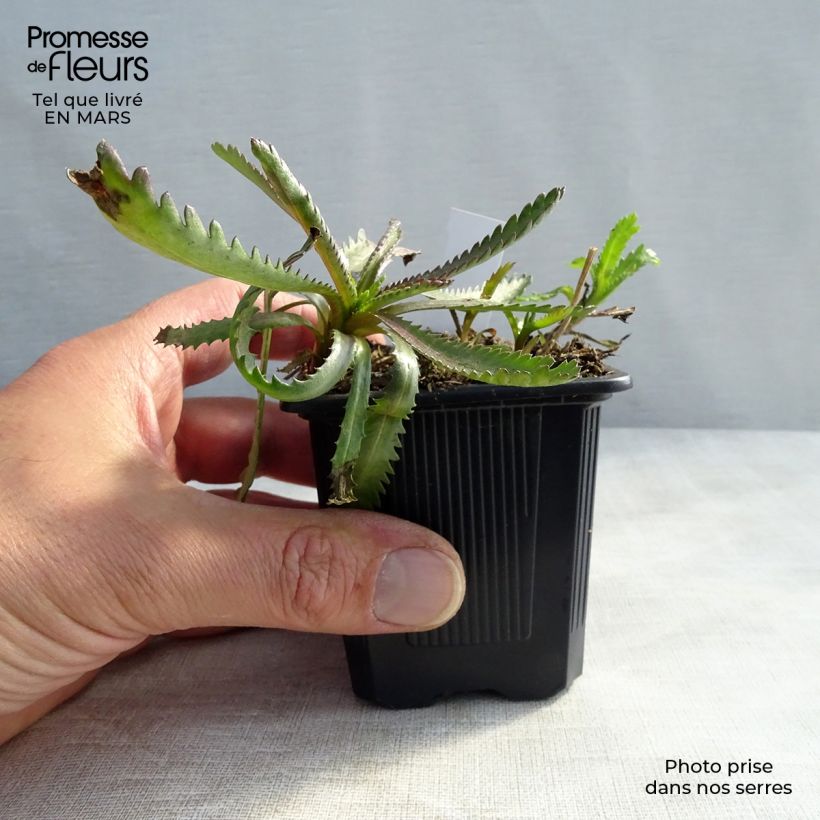 Example of Achilléa sibirica var. camtschatica Love Parade - Achillée de Sibérie. Godet de 8/9 cm as you get in printemps