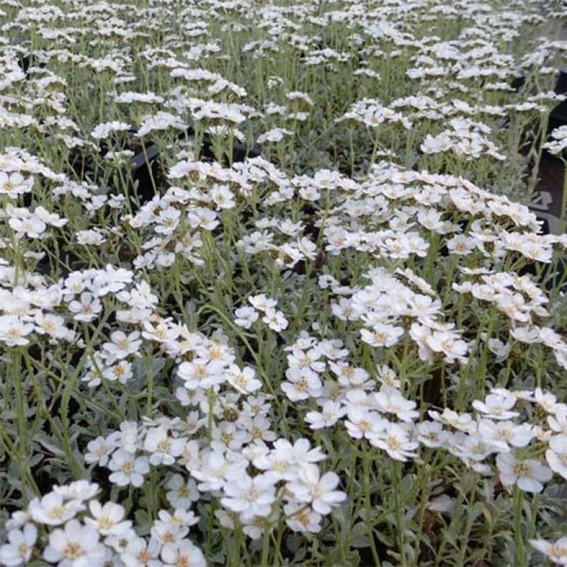 Achillea umbellata - Achillée (Flowering)