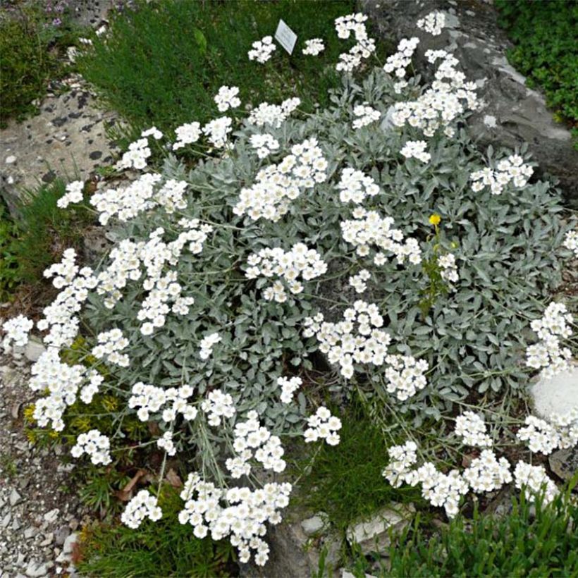 Achillea umbellata - Achillée (Plant habit)