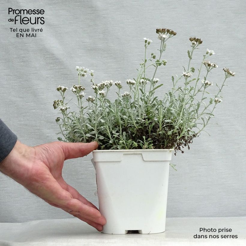 Example of Achillea umbellata - Achillée Pot de 2L/3L as you get in printemps