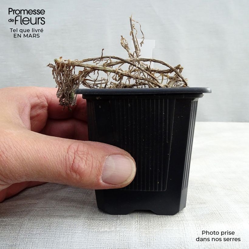 Example of Achillea umbellata - Achillée Godet de 8/9 cm as you get in printemps