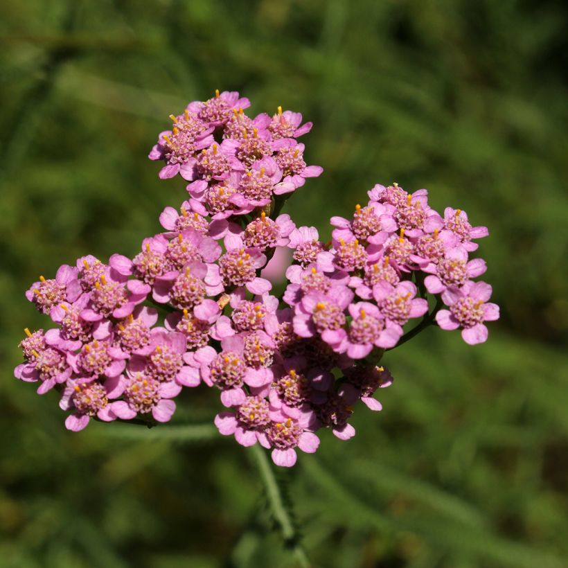 Achillée - Achillea asplenifolia (Flowering)
