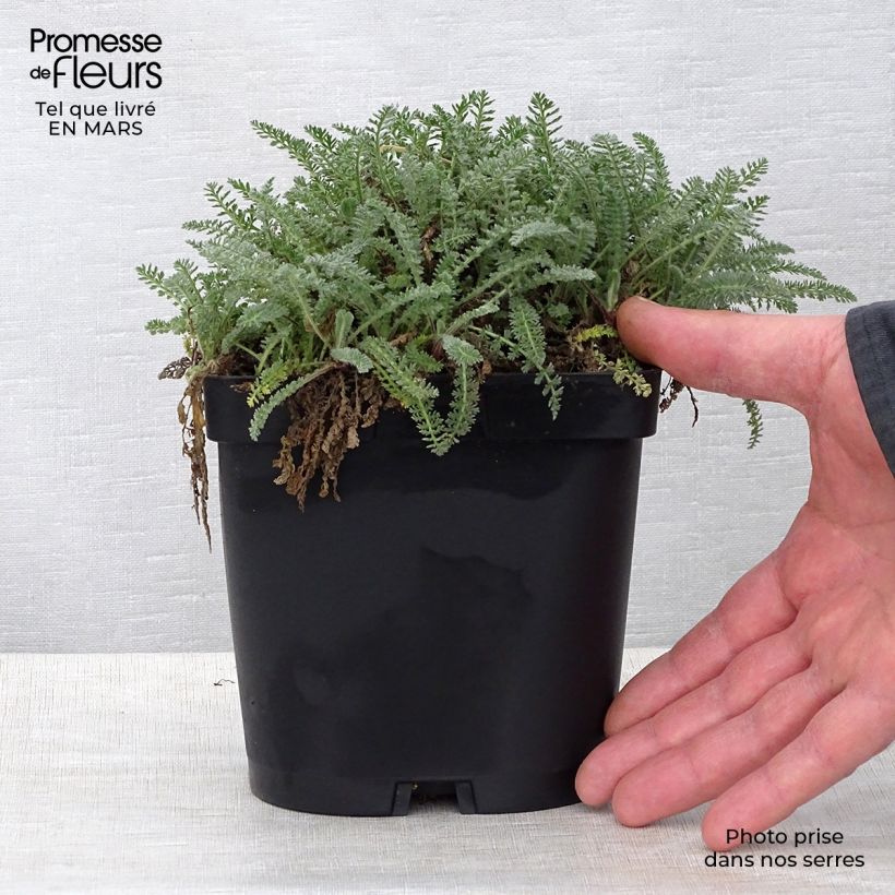 Example of Achillée - Achillea crithmifolia Pot de 2L/3L as you get in printemps