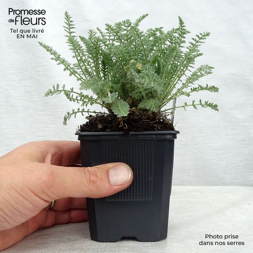 Example of Achillée - Achillea crithmifolia Godet de 8/9 cm as you get in printemps