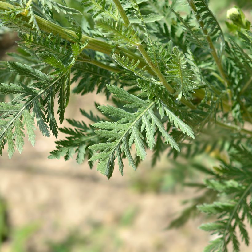 Achillée - Achillea filipendulina Parker's Variety (Foliage)