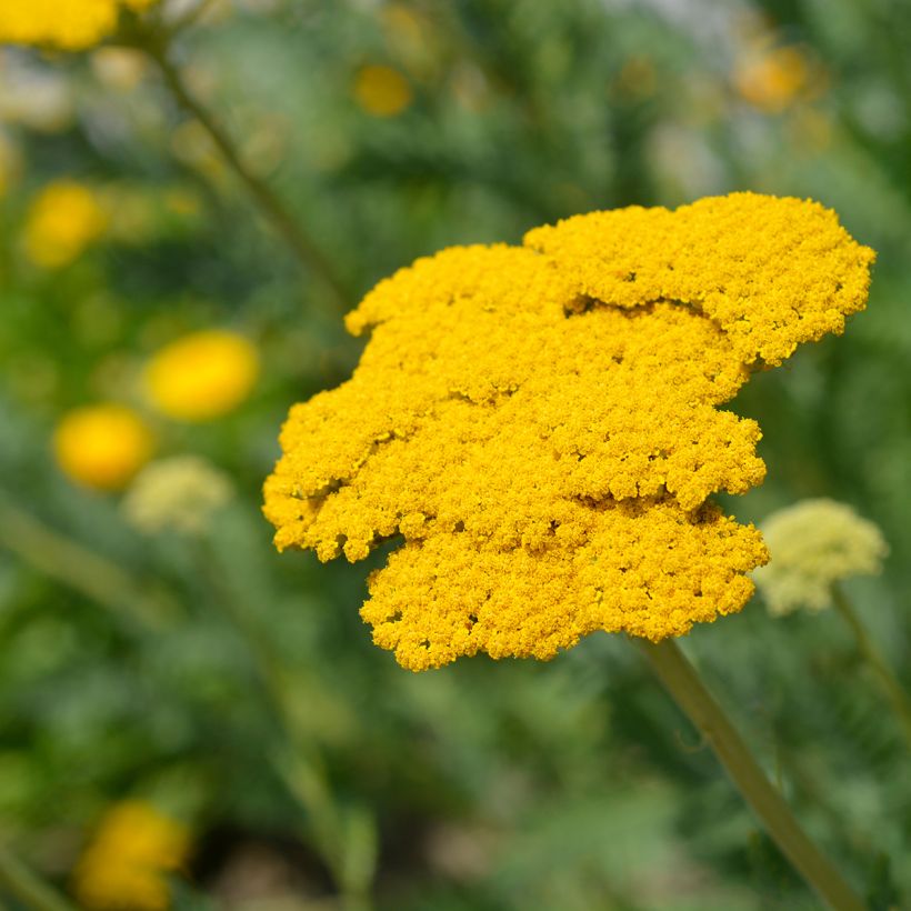 Achillée - Achillea filipendulina Parker's Variety (Flowering)