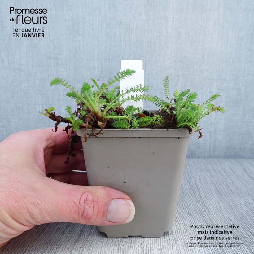 Example of Achillée Desert Eve Red Godet de 7/8 cm as you get in hiver