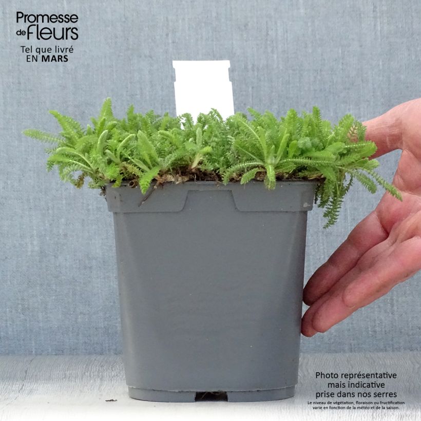 Example of Achillée Desert Eve Red Pot de 2L/3L as you get in printemps