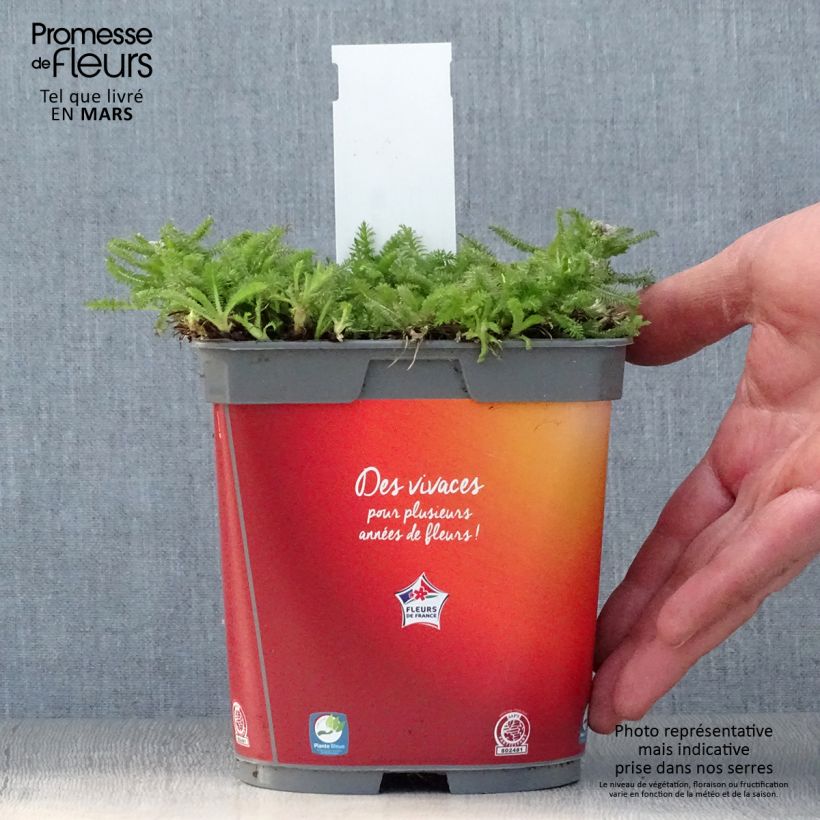 Example of Achillée Desert Eve Terracotta Pot de 2L/3L as you get in printemps