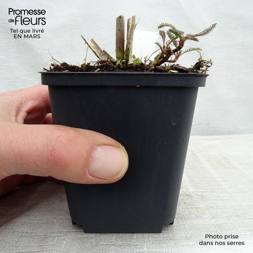 Example of Achillée Hoffnung Godet de 8/9 cm as you get in printemps