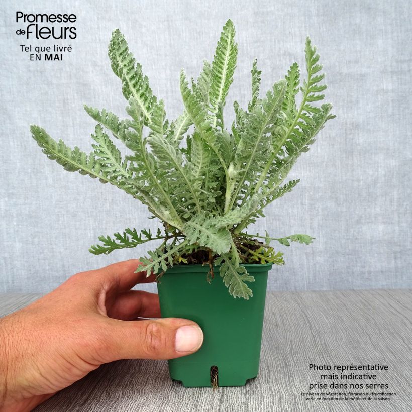 Example of Achillée Moonshine Godet de 8/9 cm as you get in printemps