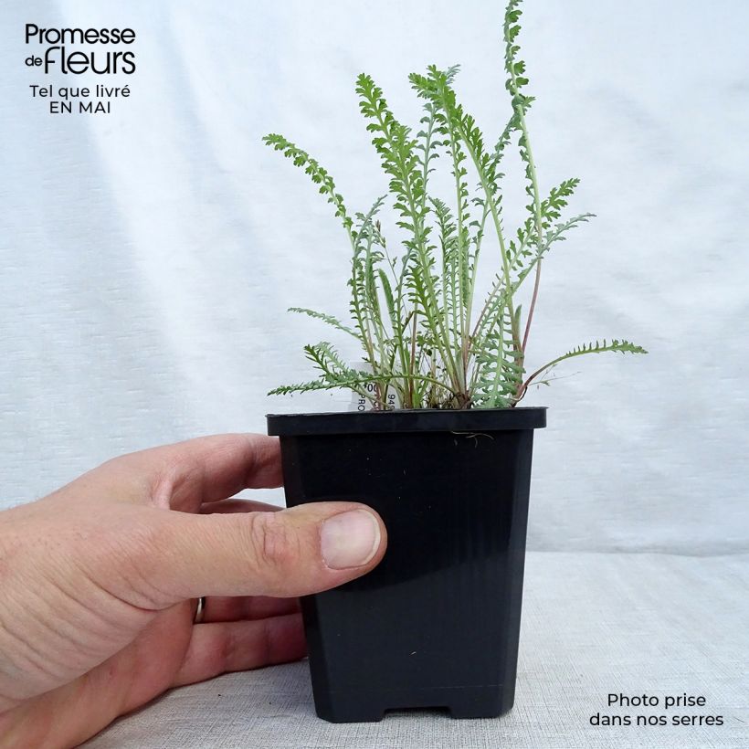 Example of Achillée Walter Funcke - Achillea millefolium Godet de 8/9 cm as you get in printemps