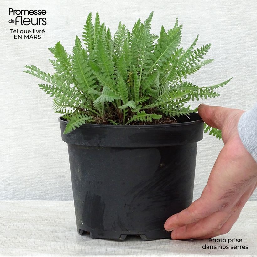 Example of Achillée filipendulina Cloth of Gold Pot de 2L/3L as you get in printemps