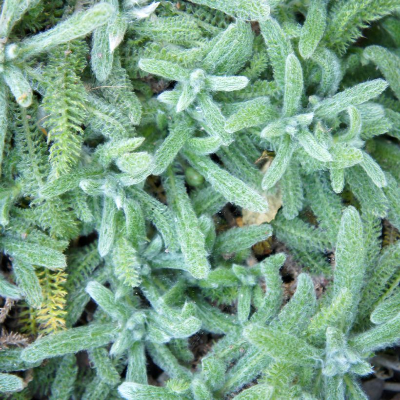 Achillea tomentosa Aurea (Maynard's Gold) - Achillée laineuse (Foliage)