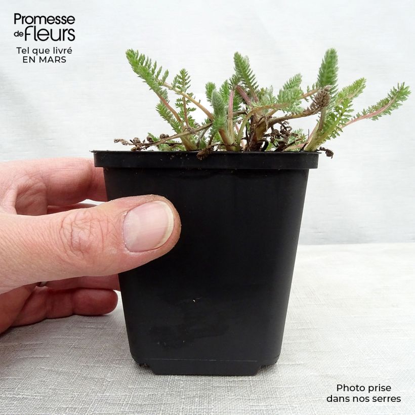 Spécimen de Achillée millefeuille Alabaster Godet de 8/9 cm tel que livré au printemps