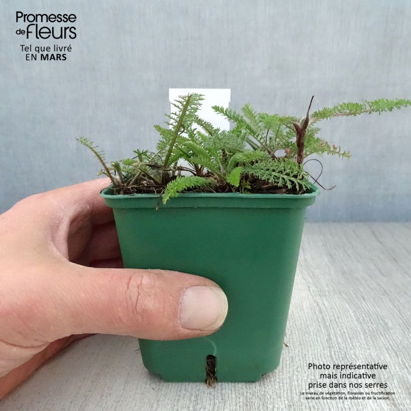 Example of Achillée millefeuille Cassis - Achillea millefolium Godet de 8/9 cm as you get in printemps