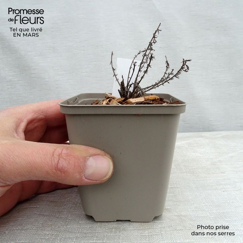 Example of Achillée millefeuille Hannelore Pahl Godet de 8/9 cm as you get in printemps