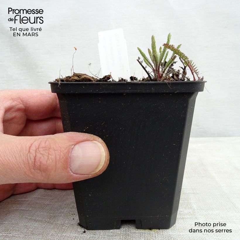 Example of Achillée millefeuille Lachsschönheit Godet de 8/9 cm as you get in printemps