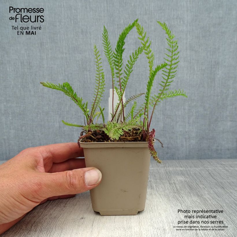 Example of Achillée millefeuille Red Beauty Godet de 8/9 cm as you get in printemps