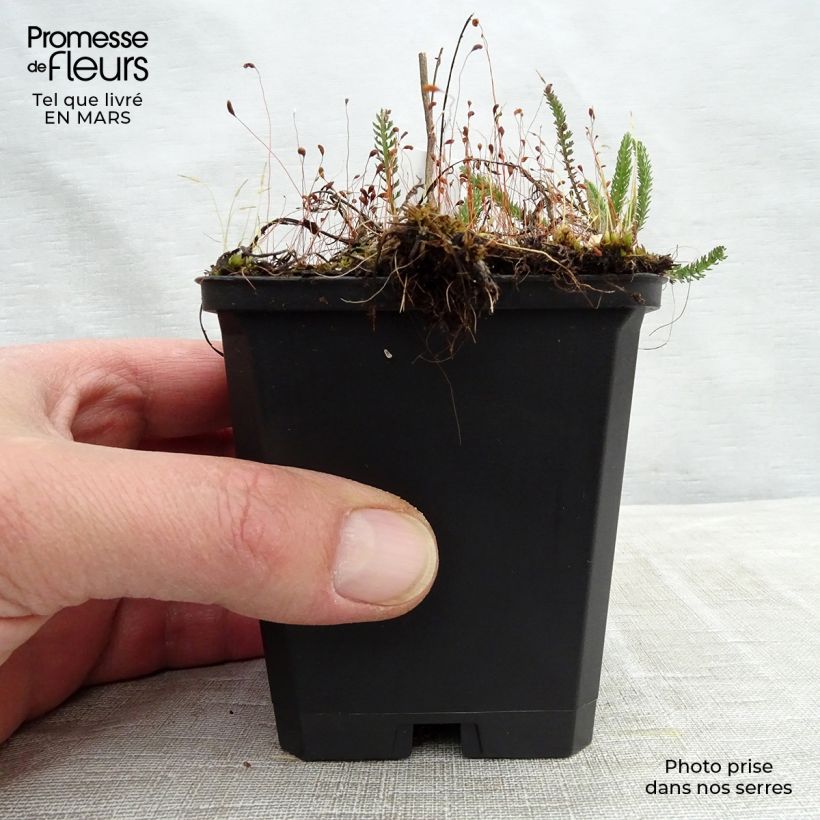 Example of Achillée millefeuille Sammetriese Godet de 8/9 cm as you get in printemps