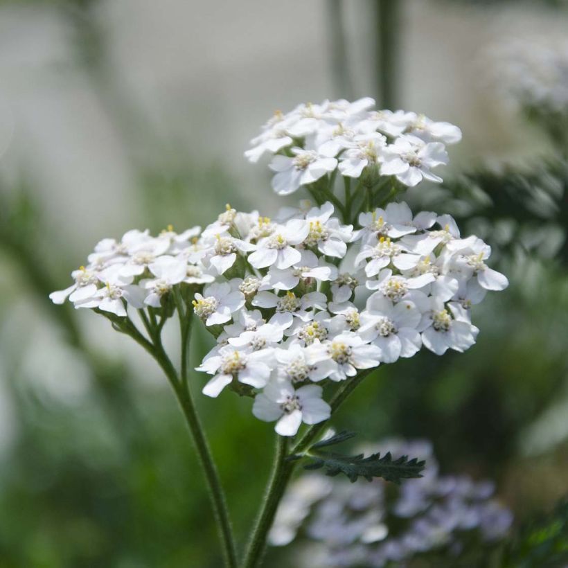 Achillée millefeuille White Beauty (Flowering)