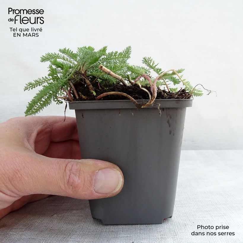 Example of Achillée millefeuille White Beauty Godet de 8/9 cm as you get in printemps