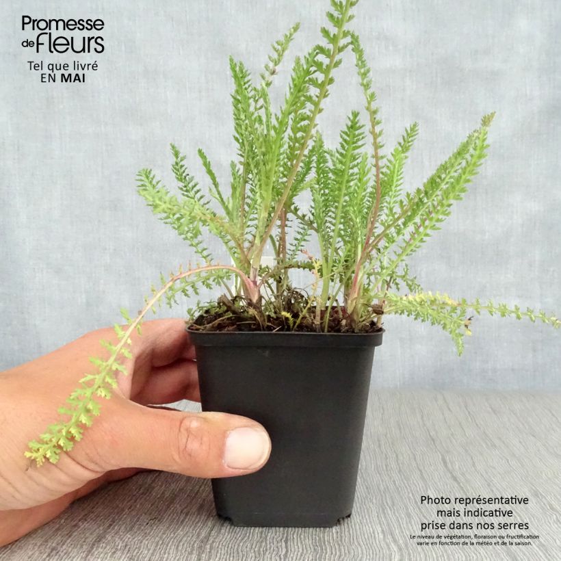 Example of Achillée millefeuilles Apricot Delight (Tutti frutti) - Achillea millefolium Godet de 8/9 cm as you get in printemps