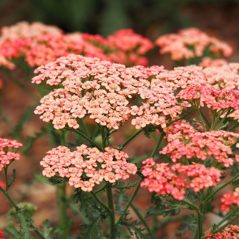 Achillée millefeuilles Apricot Delight (Tutti frutti) - Achillea millefolium (Flowering)